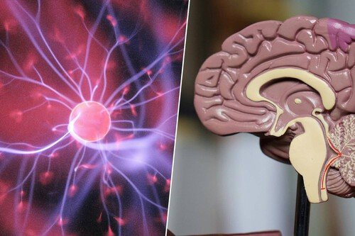 El cerebro sigue cambiando durante los veintes