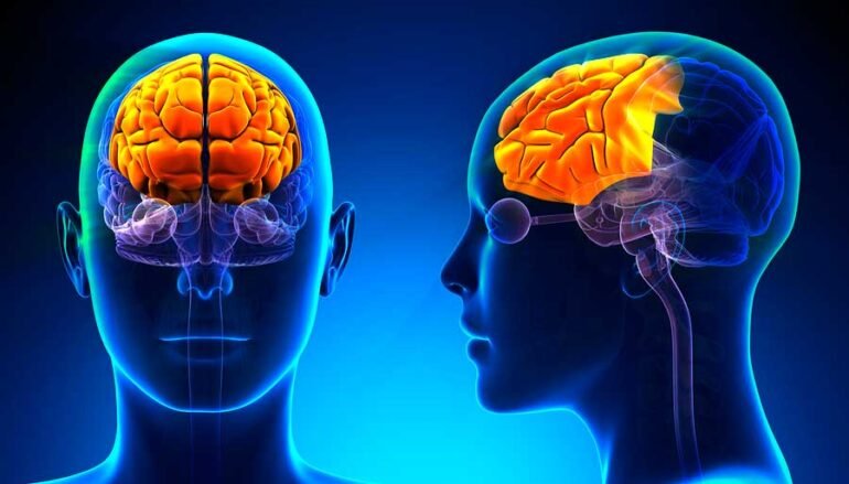 El cerebro sigue cambiando durante los veintes